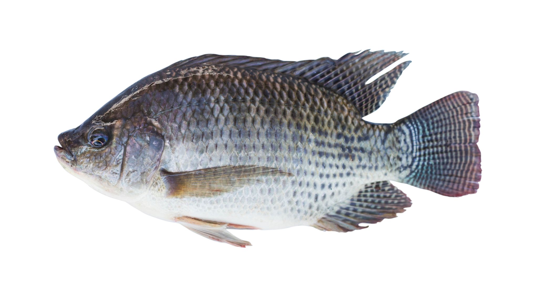 Tilapia Fish - Nourfoods